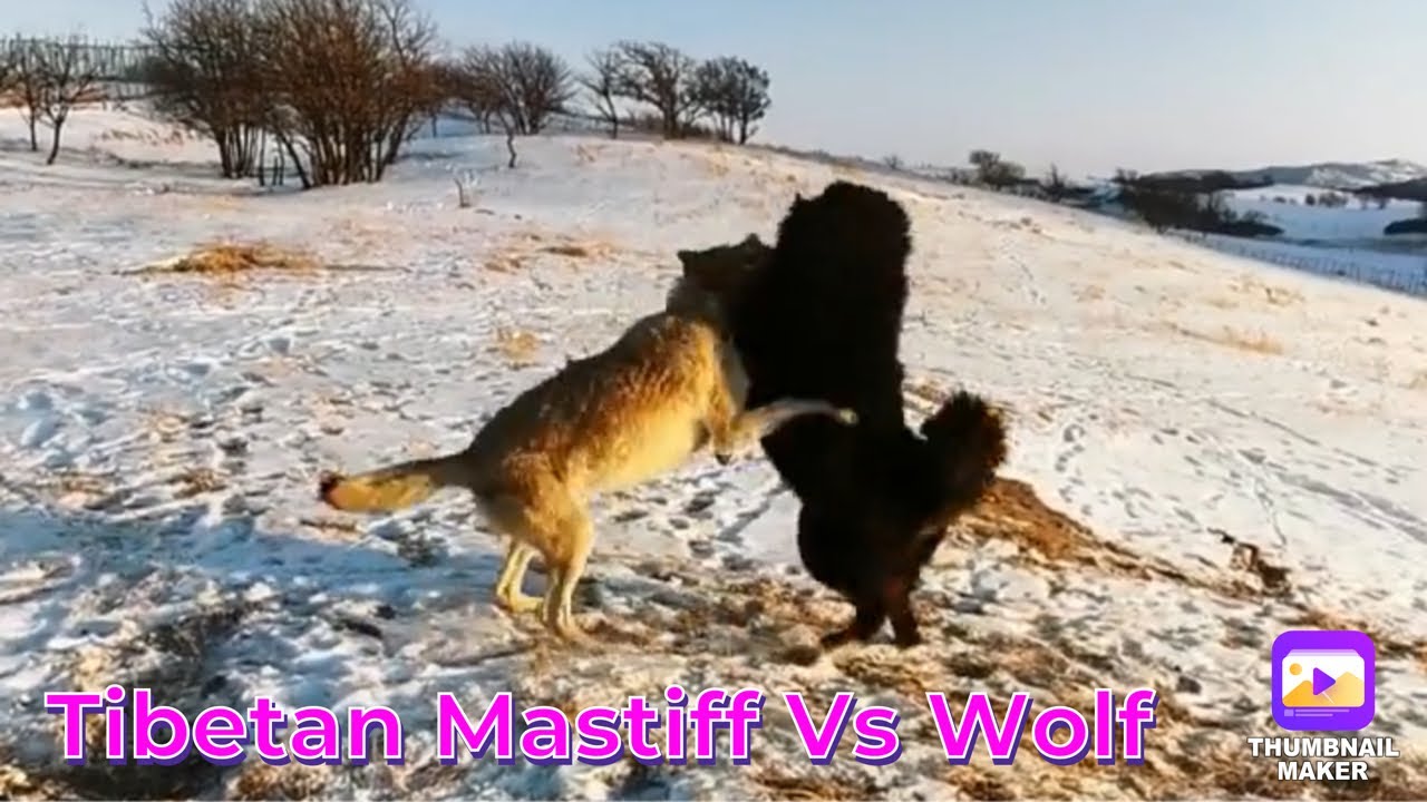 Tibetan Mastiff and Wolf   | 藏獒 and 狼