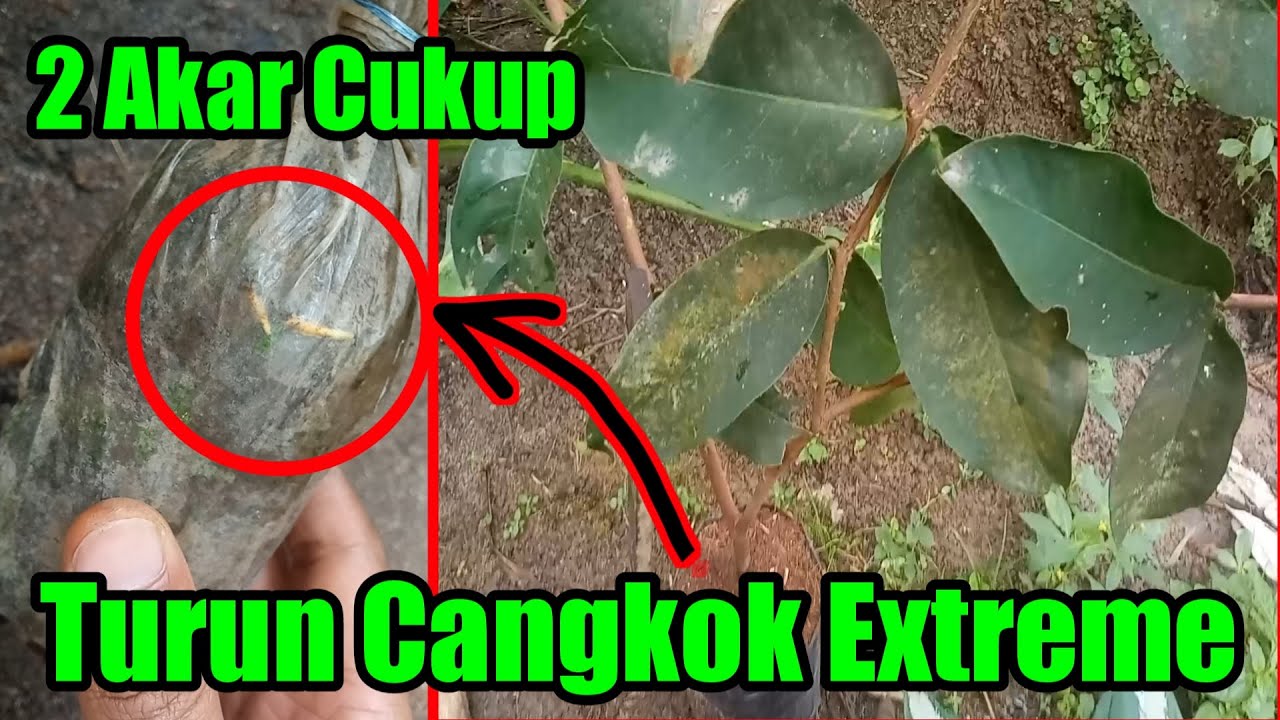 Cara Aman Turun Cangkok Jambu Madu Full HD