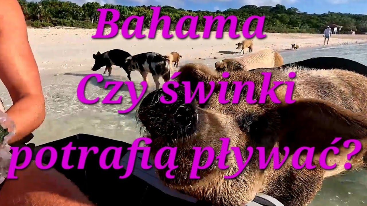 S2.Ep.16 Bahamy bez nudy.Rekiny i plywajace swinki