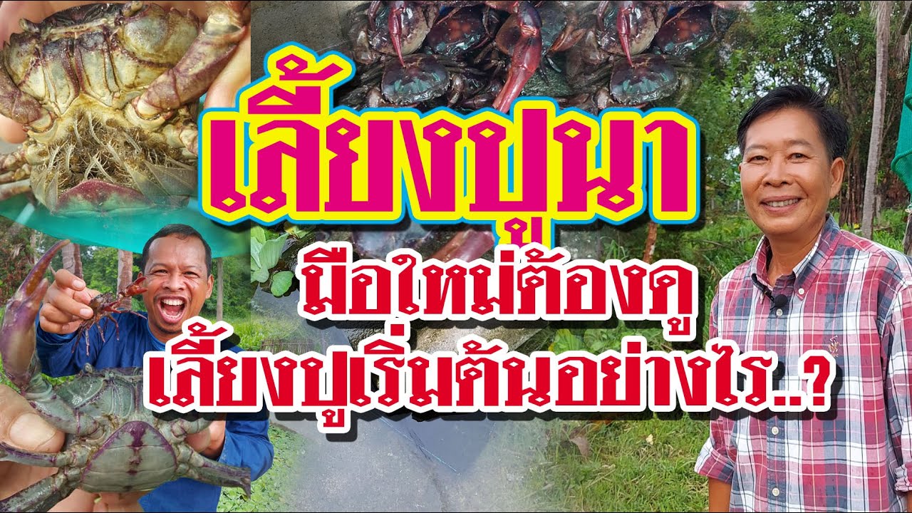 เลี้ยงปูนา มือใหม่ต้องดู เลี้ยงปูเริ่มต้นอย่างไร..?
