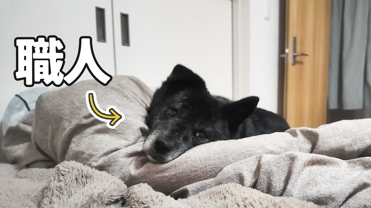 生活の端々で職人技をみせる元野犬が可愛すぎる