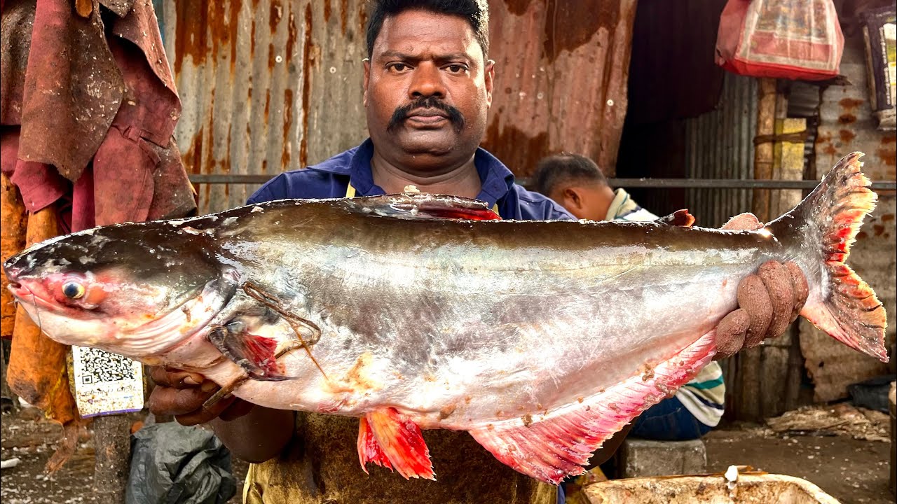 KASIMEDU 🔥 SPEED SELVAM | BIG SIZE RARE FISH CUTTING VIDEO | 4K VIDEO | KM FISH CUTTING | 