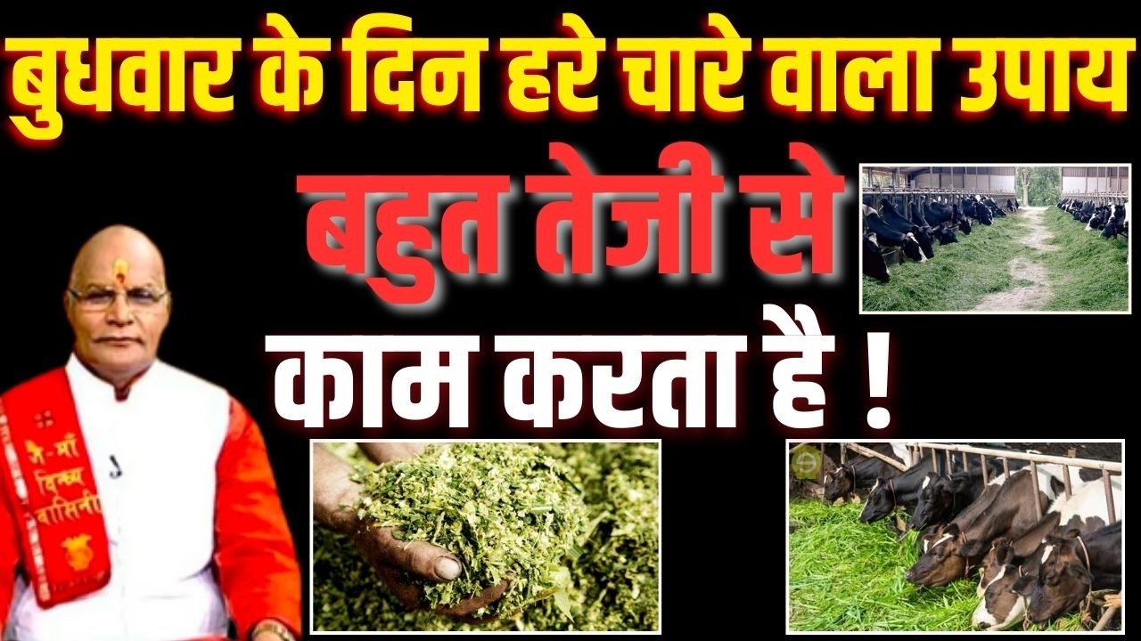 बुधवार के दिन हरे चारे वाला उपाय बहुत तेजी से काम करता है ! | Pandit Suresh Pandey | Darshan24
