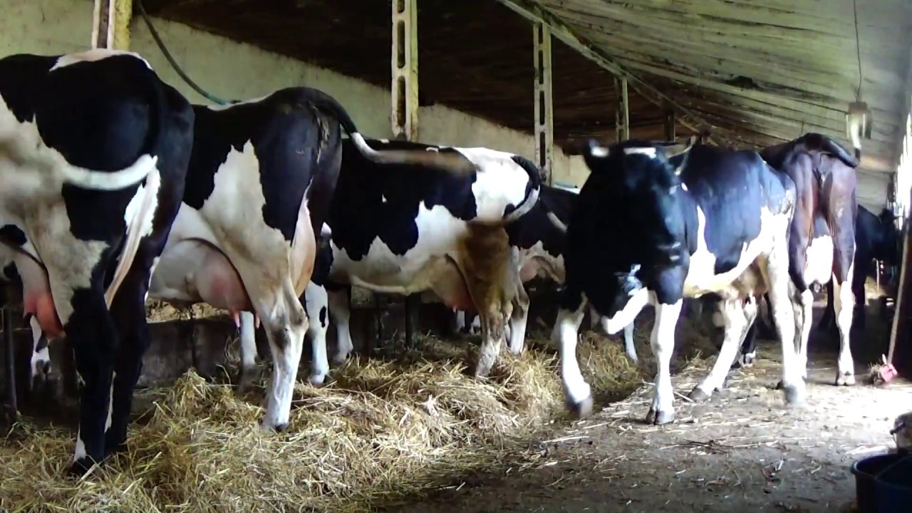 ☆Codzienne Obowiązki 2017 ☆ || Lato-Wakacje || Pompa || Fendt || ㋡ Produkcja Mleka