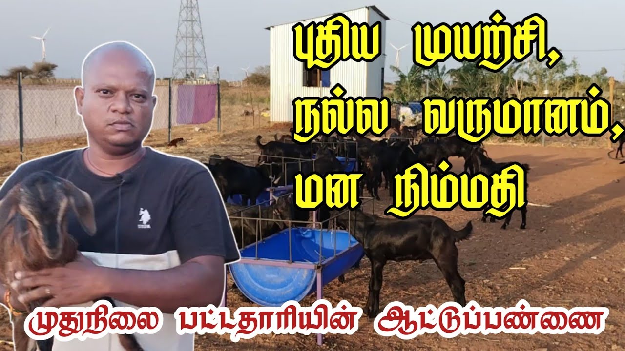ஒருங்கிணைந்த பண்ணை/ கருப்பு கிடாய்கள் / கொடி ஆடுகள் / மாடு/ இயற்கை விவசாயம்.