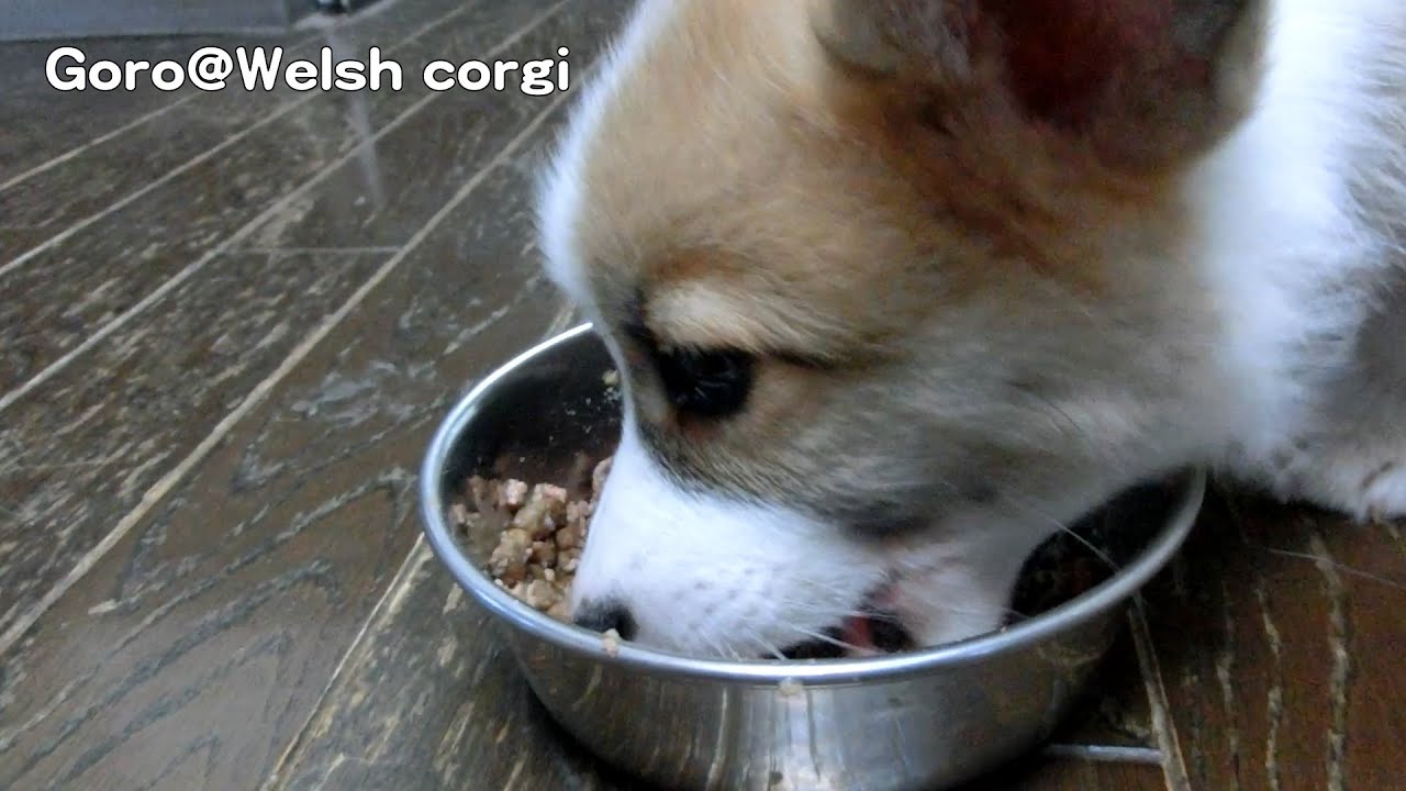 20141115 Part 10 cute puppy eats foods / コーギー子犬 食事 welsh corgi pembroke