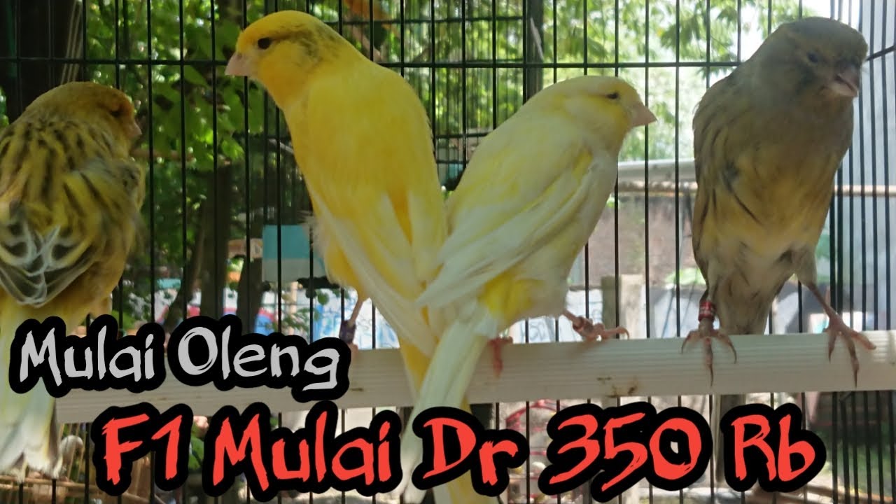 Harga Kenari Lagi Gak Stabil, Yuk Ditawar Bakule Lagi Do Oleng Kapten
