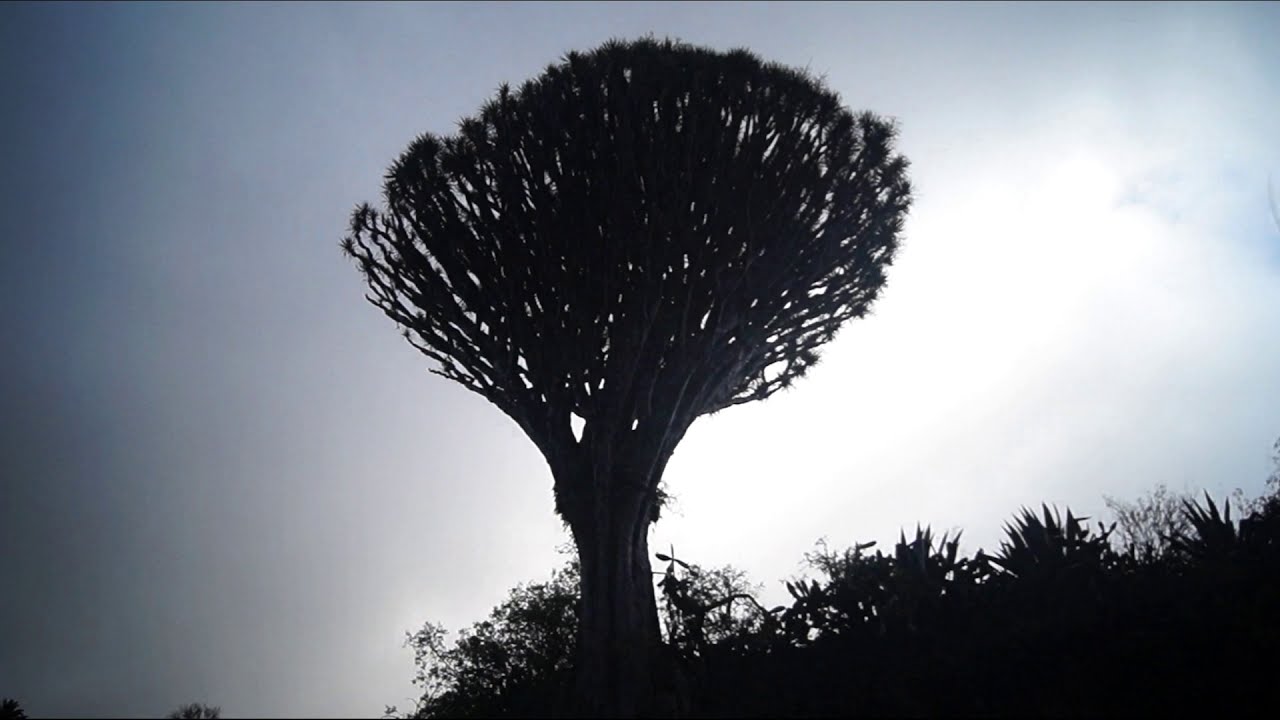 W poszukiwaniu Smoczego Drzewa. Pieszo po Gran Canarii. vlog #14 #GranCanaria #DragonTree