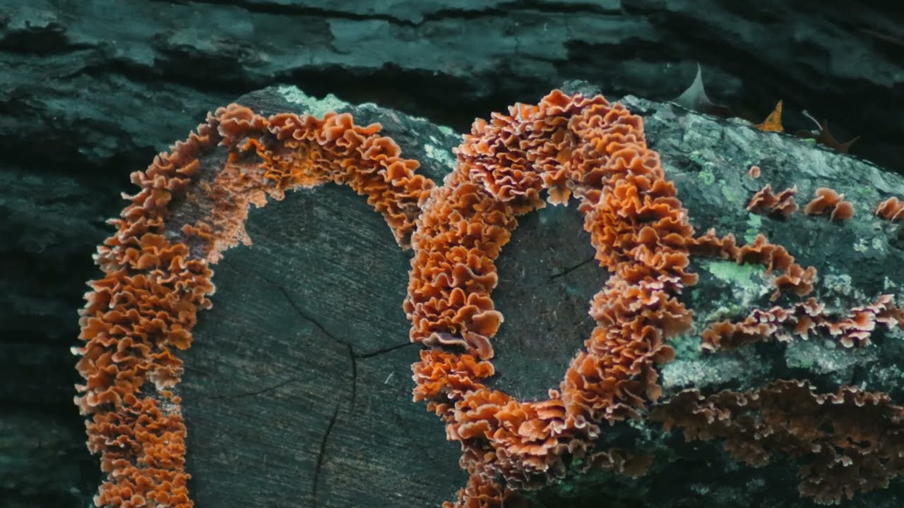 Inside Autumn | Calming Fall Nature Film (2023)