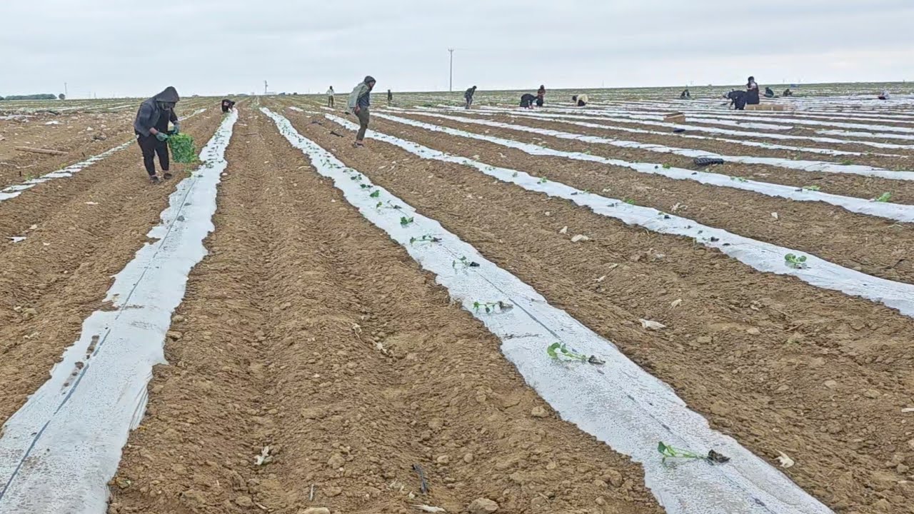 Kavun ekimi nasıl yapılır