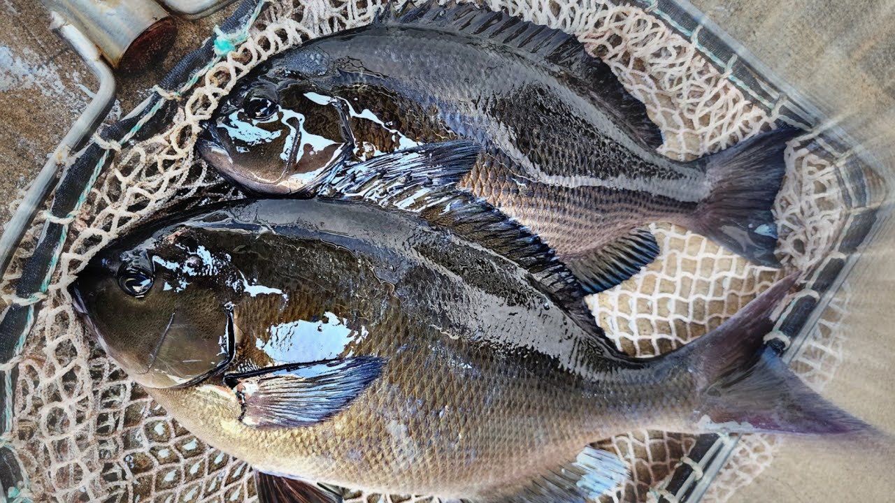 긴꼬리벵에돔vs벵에돔 차이 그리고 회뜨기 , 尾長 グレ , Smallscale blackfish