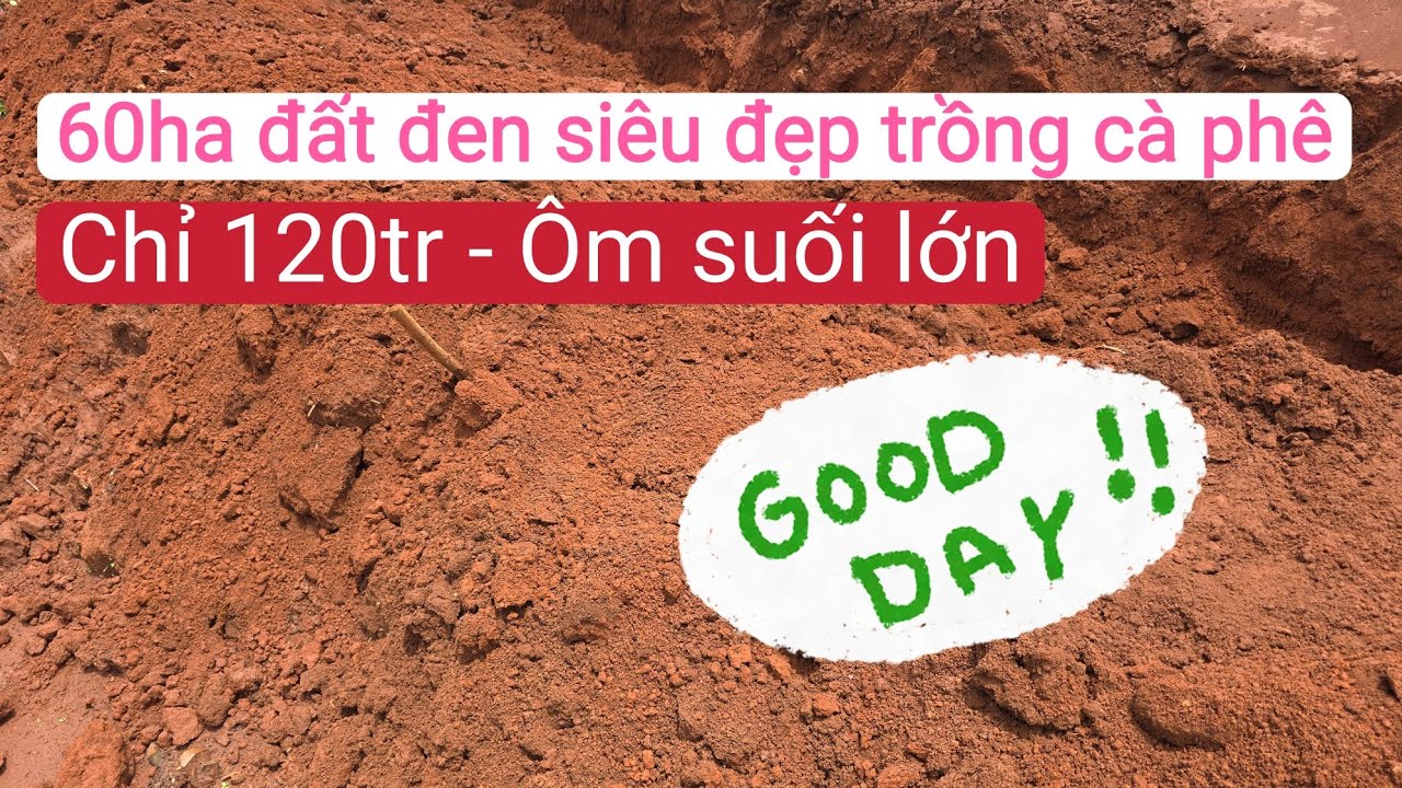 Bán đất trồng cà phê, sầu riền, làm trang trại, bất động sản đất rẫy giá rẻ tây nguyên