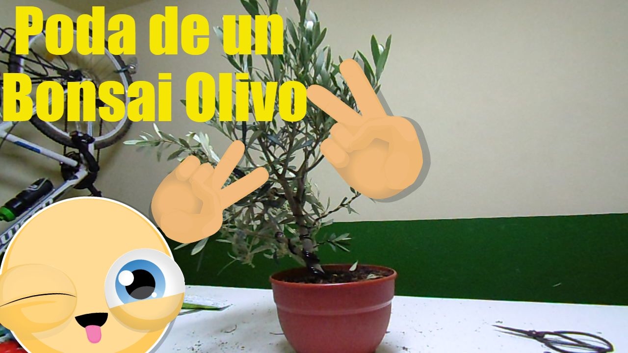 Poda de un Bonsai Olivo