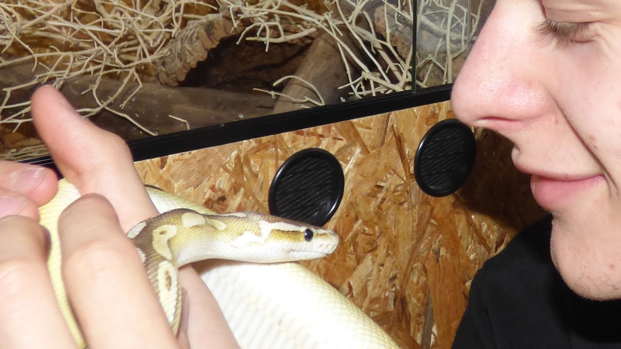 MON SERPENT MANGE ! NOURRISSAGE D'UN SERPENT - EUBLEPHARIS