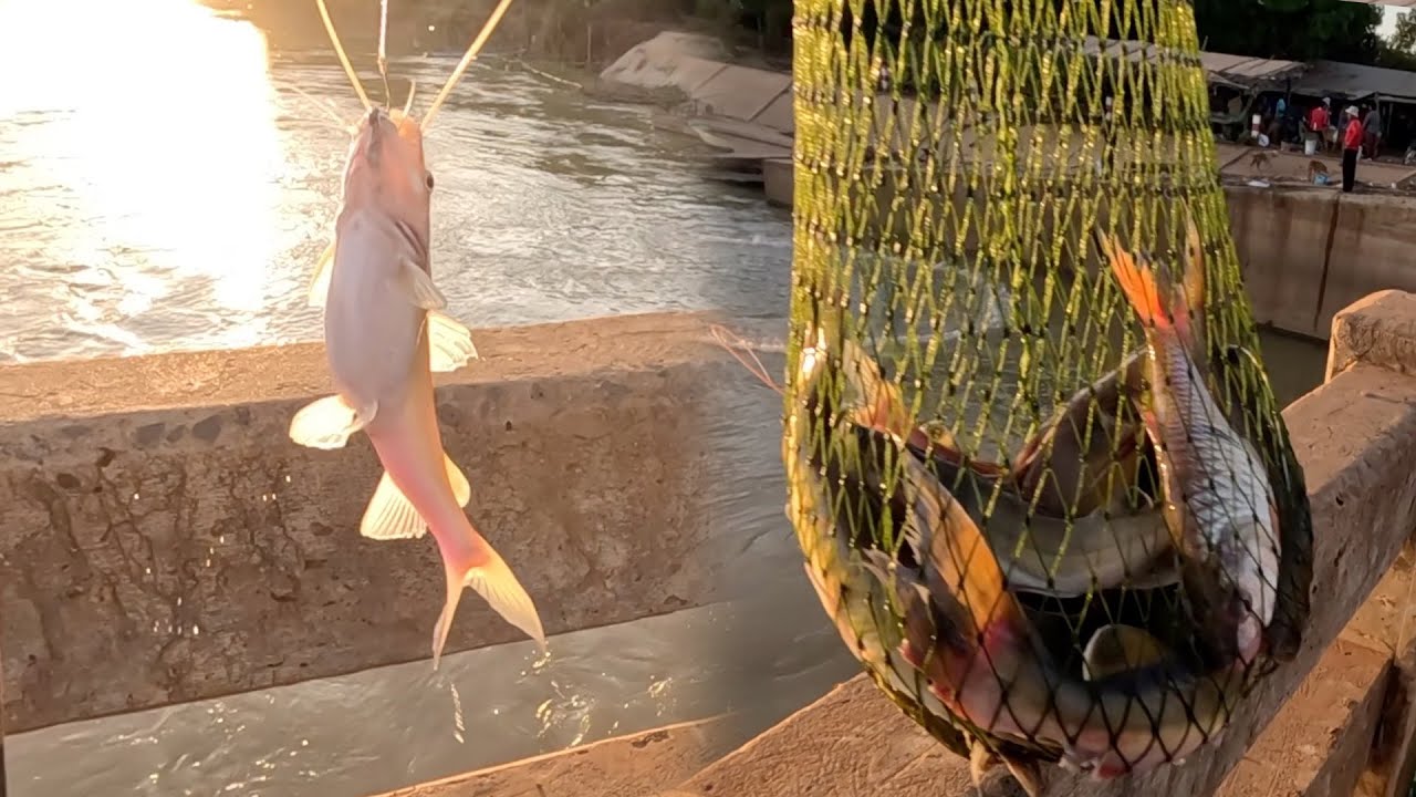 Many big catfish have been biting my bait