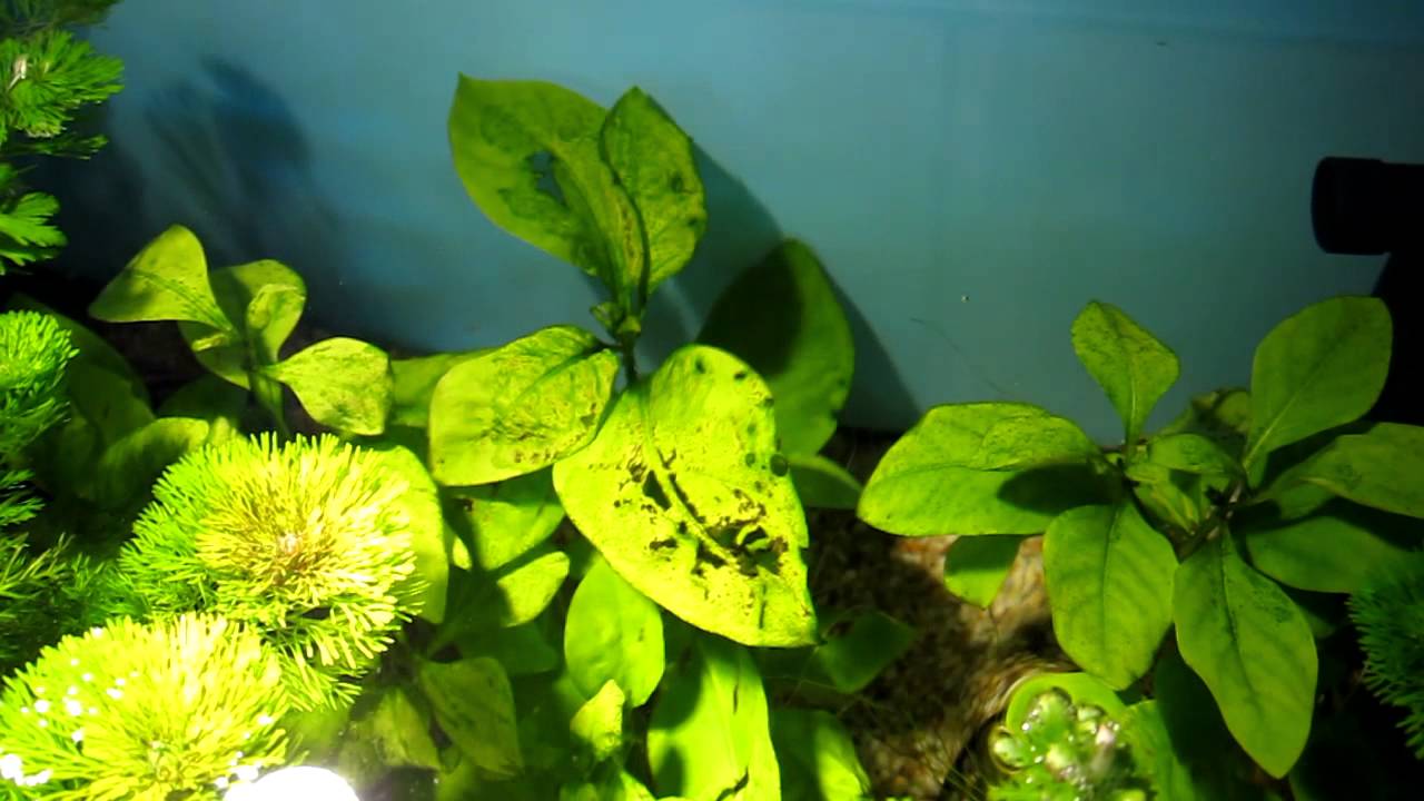 PLANT ISSUES - Please Help!