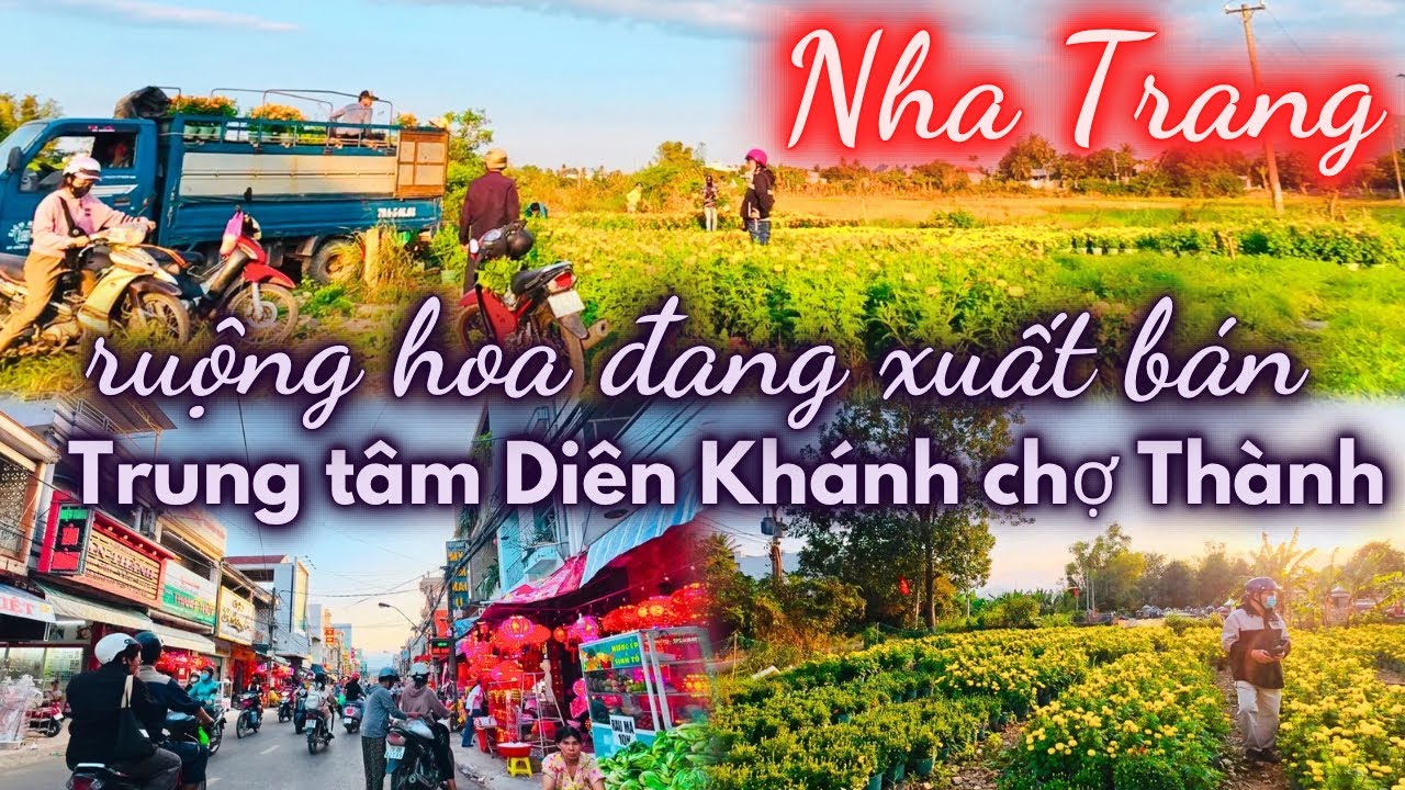Diên Khánh Mùa Cận Tết quá Nhộn Nhịp , Vựa Hoa Thọ xuất vườn bán Tết rồi