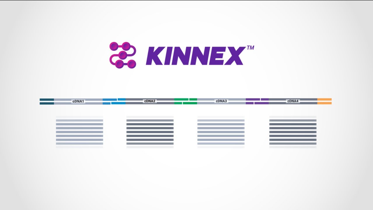 Kinnex explained&mdash;how concatenating smaller amplicons increases throughput for PacBio HiFi sequencing