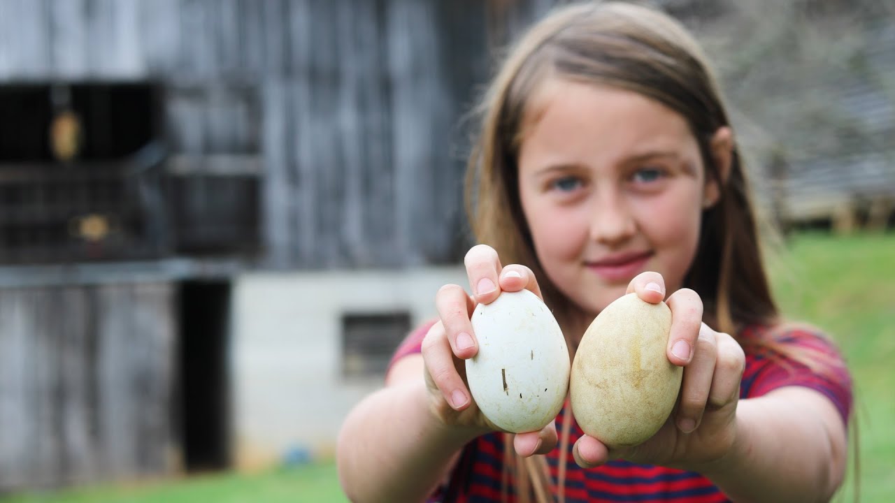 BIG PAYOFF 🦢 First Goose Eggs 🥚