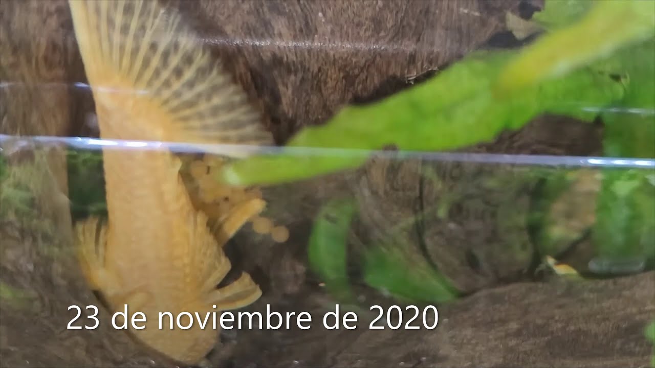 Puesta de ancistrus de huevo a juvenil en 7 días (23 al 30 de noviembre 2020)