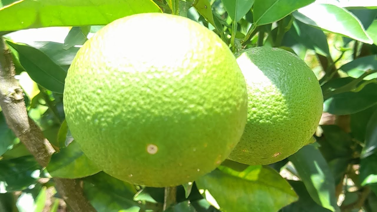 ATUALIZANDO COMO ESTÃO AS PRODUÇÕES DAS FRUTÍFERAS DA CHÁCARA RECANTO OLINDA 