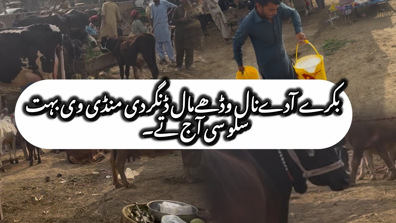 آج بکرے آدے نال نال وڈے جانورا دی منڈی دا شوق کرو گوجرہ Today Mandi update #goat #cow 