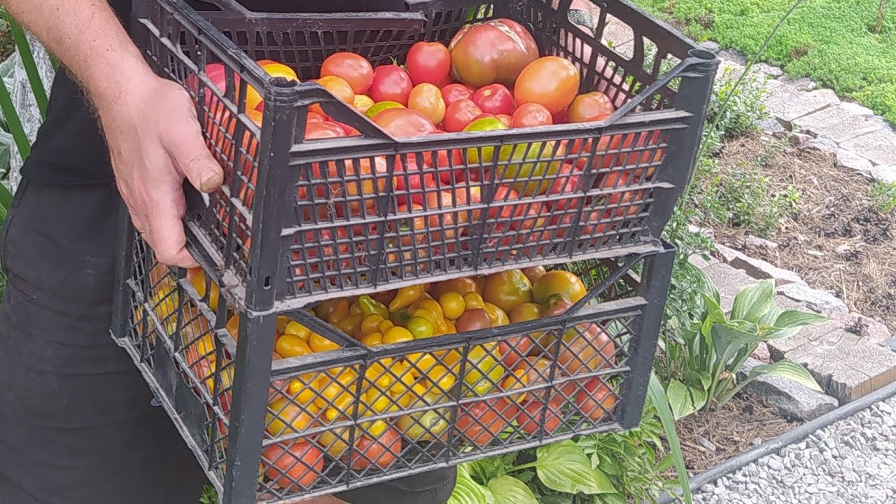 Сію ПОМІДОРИ на РОЗСАДУ тільки так🍅Завжди гарний результат🍅Які сорти сіяти у цього року