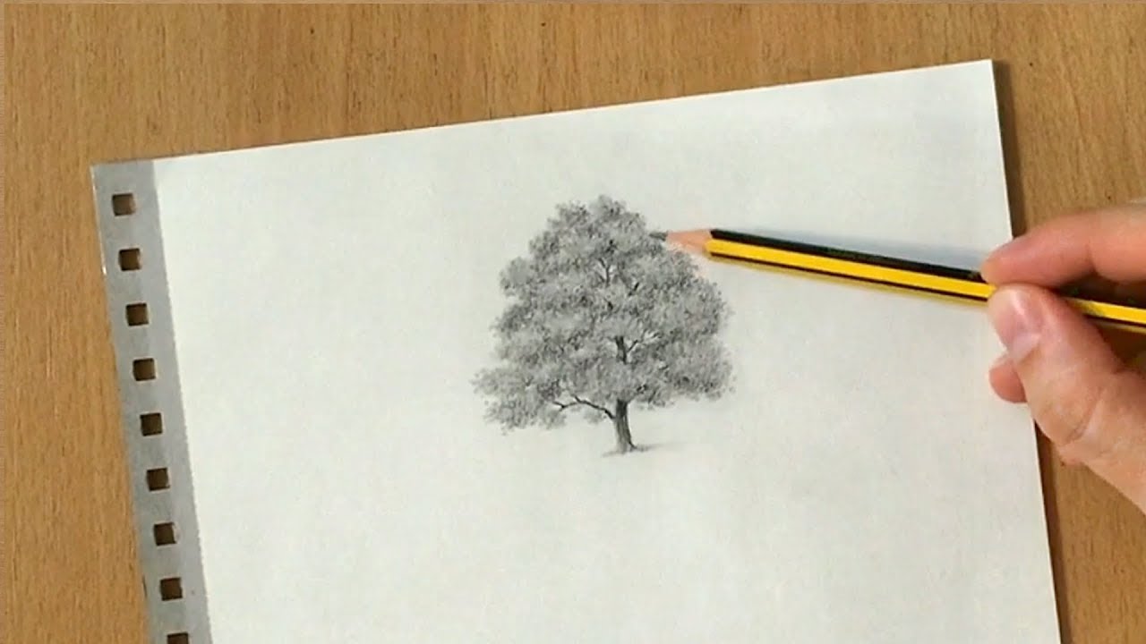 How to Draw a Maple Tree in Graphite Pencil