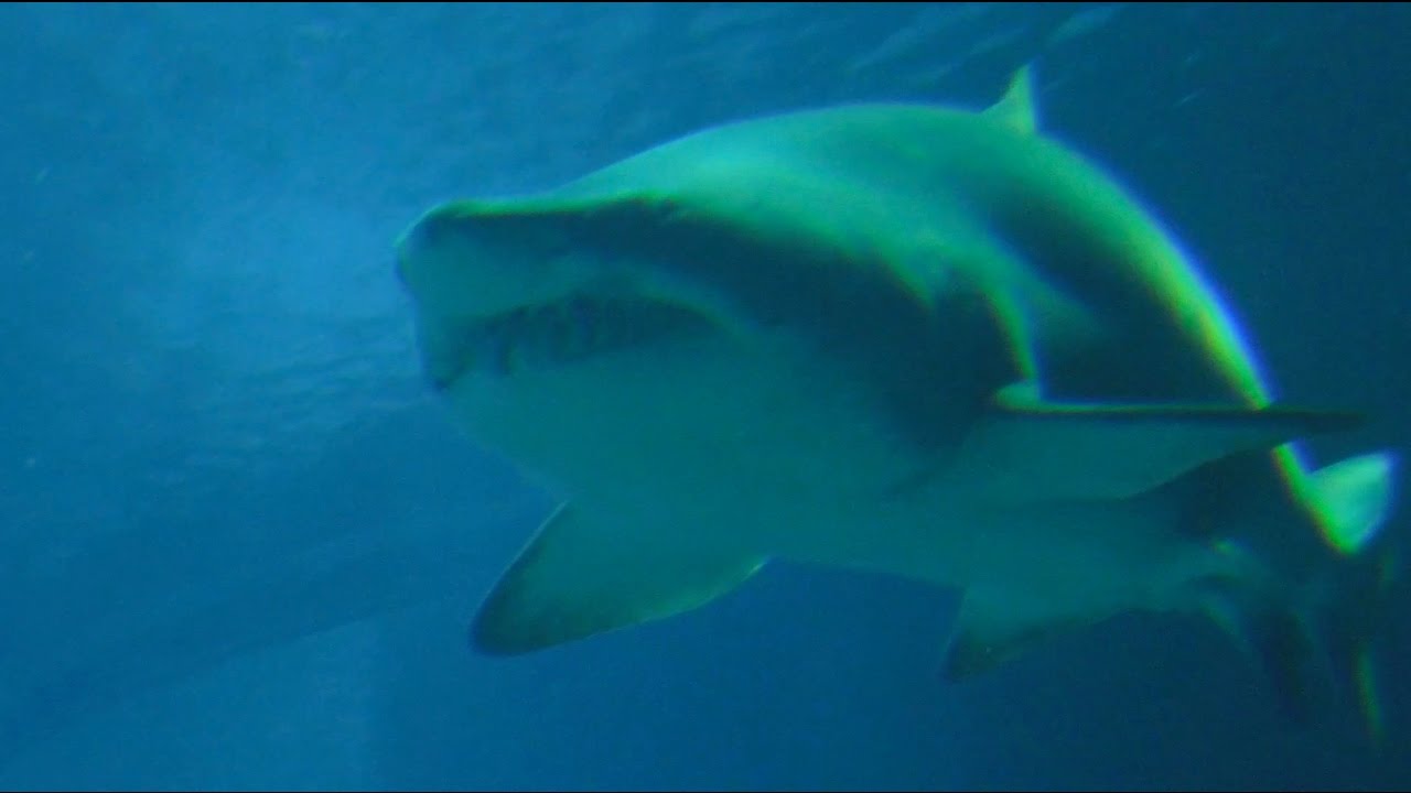 Ozeanarium Lissabon - Musikvideo: Martin Schuster-Z.
