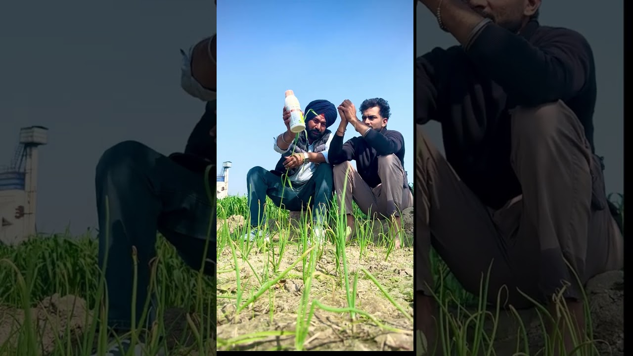 SYNGENTA AMPECT XTRA ਕਣਕ ਦੇ ਝਾੜ ਵਿਚ ਕਰੇ ਵਾਧਾ 