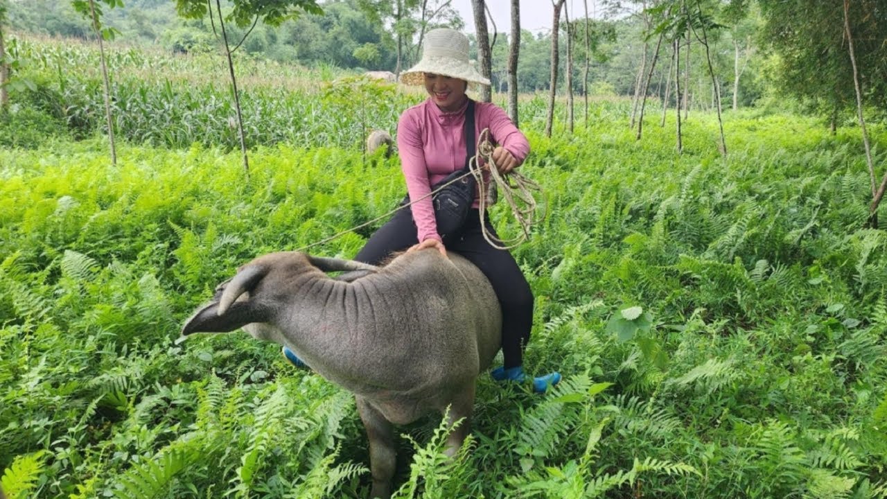 Raising a Buffalo Like a Child | The Unexpected Outcome When It Repays Its Single Owner.