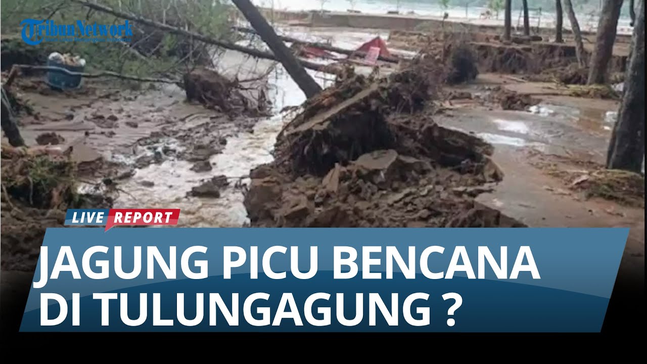 HUTAN DIBABAT JADI LADANG JAGUNG, Tulungagung Diserang Banjir, Longsor dan Tanah Gerak