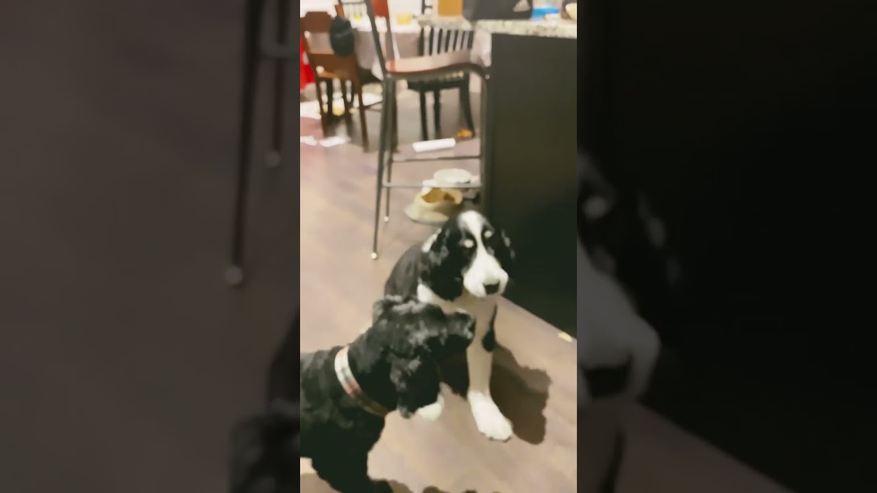 The cheese tax#memes#doggies#funny#cute