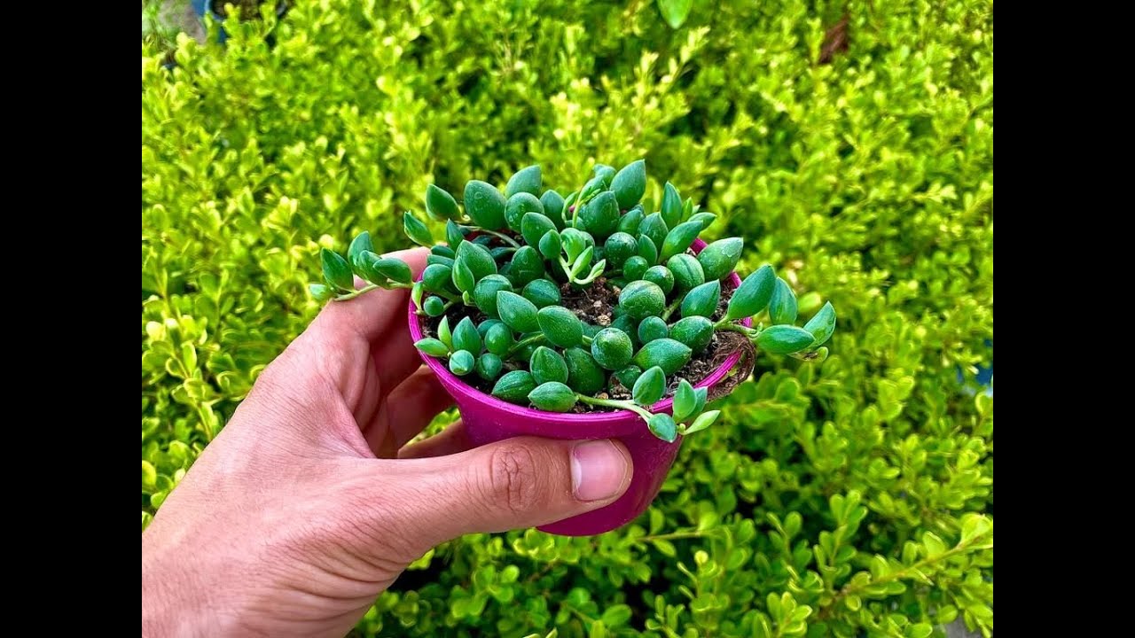 Pianta del rosario: come curarla! (senecio rowleyanus)