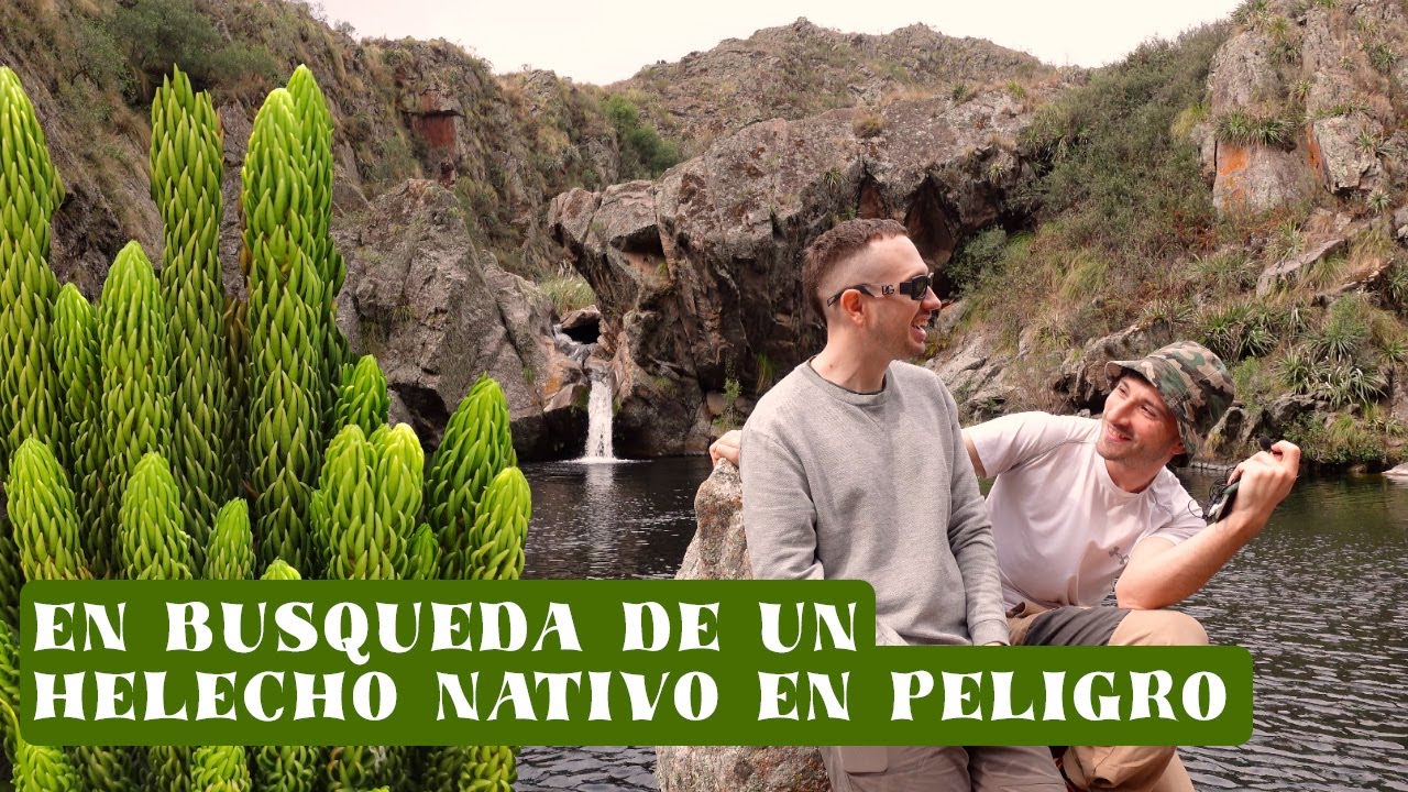 Encontramos un helecho muy raro de ver en las sierras de Córdoba.