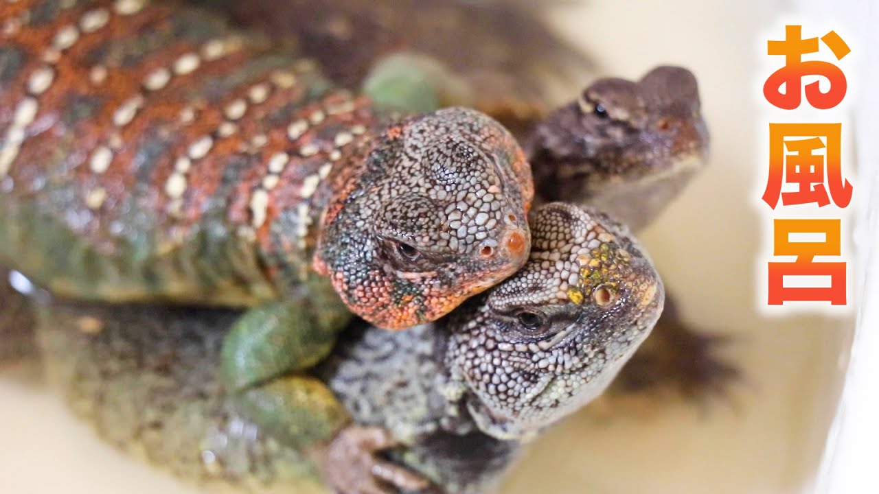 トゲオアガマ洗ったらビカビカなった！【温浴について】