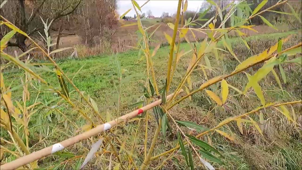 Wierzba płacząca - Salix alba 'Tristis' (Salix x sepulcralis 'Chrysocoma') - 2 lata od posadzenia