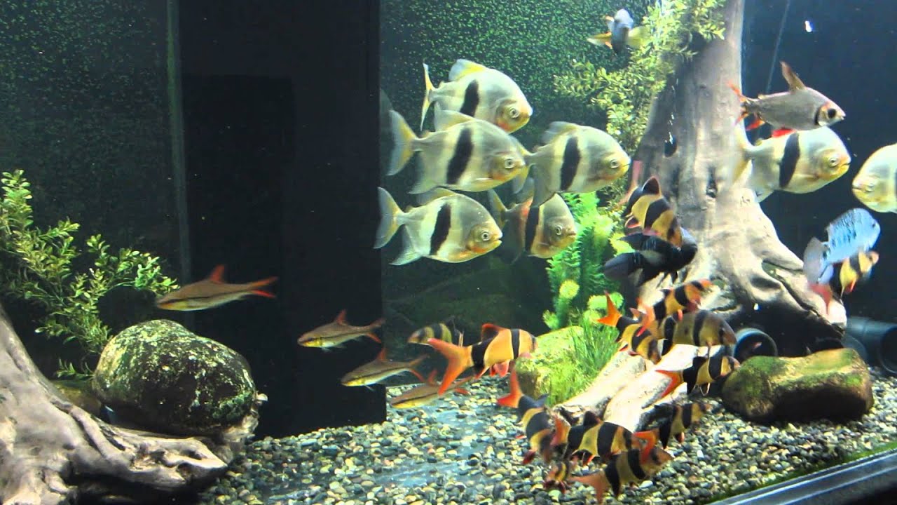 Huge Aquarium Update - 770 Gallon