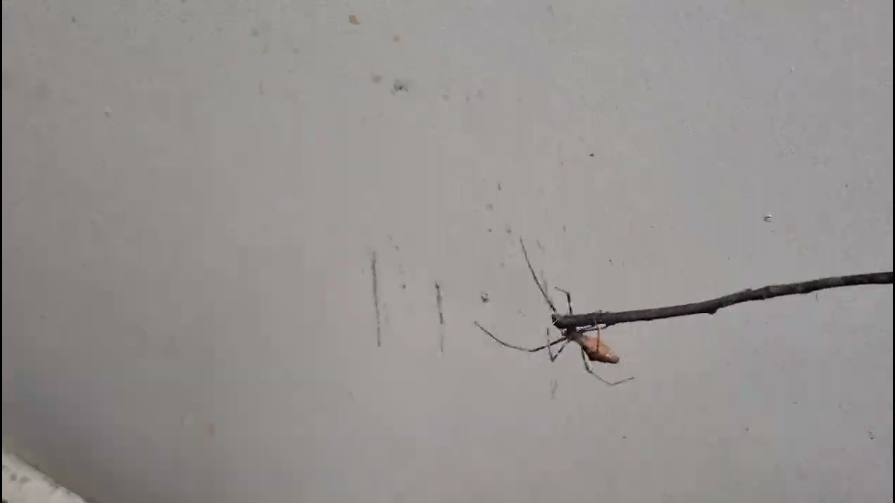 Tiny Happy Face Spider.