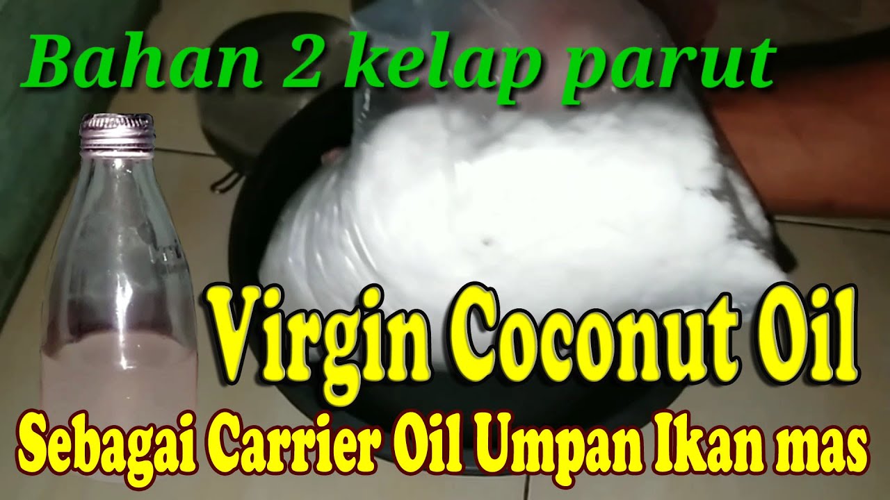 Cara mengolah kelapa jadi VCO untuk umpan ikan mas sebagai carrier oil | Pengumpul ikan