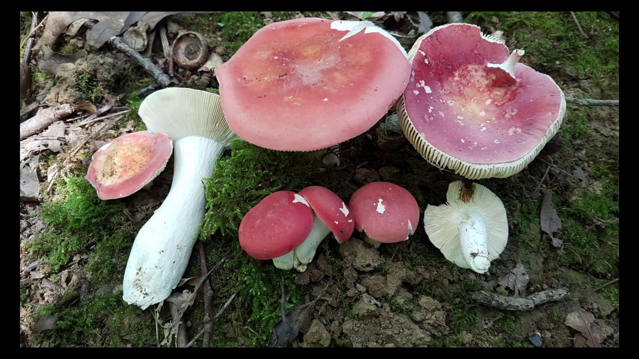 Russula aurora (4K)