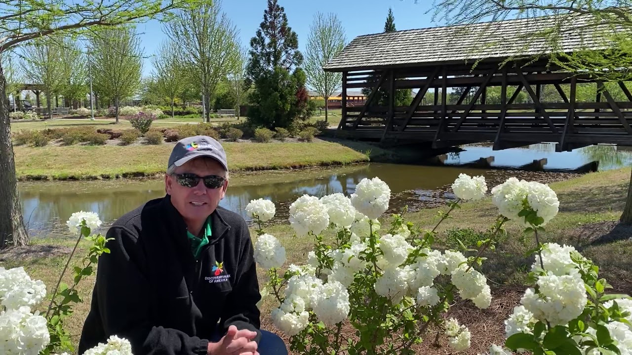 Moment of Discovery: Japanese Snowball Viburnum Shrubs