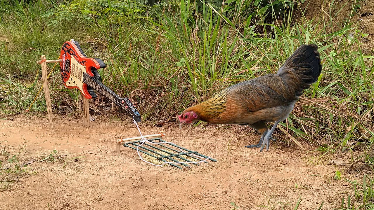 Build Simple DIY Wild Chicken Trap Make From Guitar With Wood - Easy Make A Wild Chicken Trap