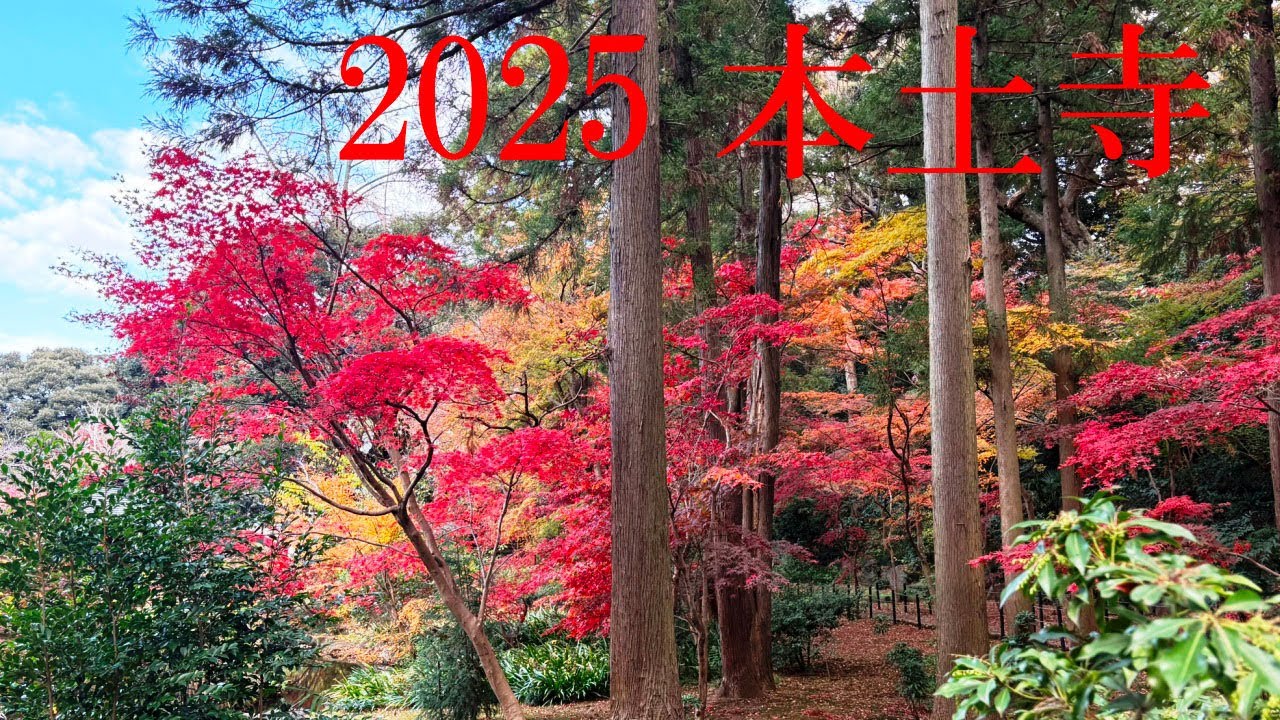 2025 本土寺　～真っ赤な紅葉でした