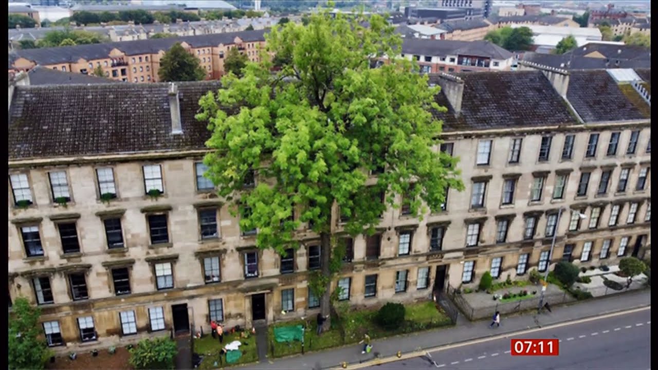 Glasgow's Argyle Street Ash wins Tree of the Year title (UK) 26/Sep/2025