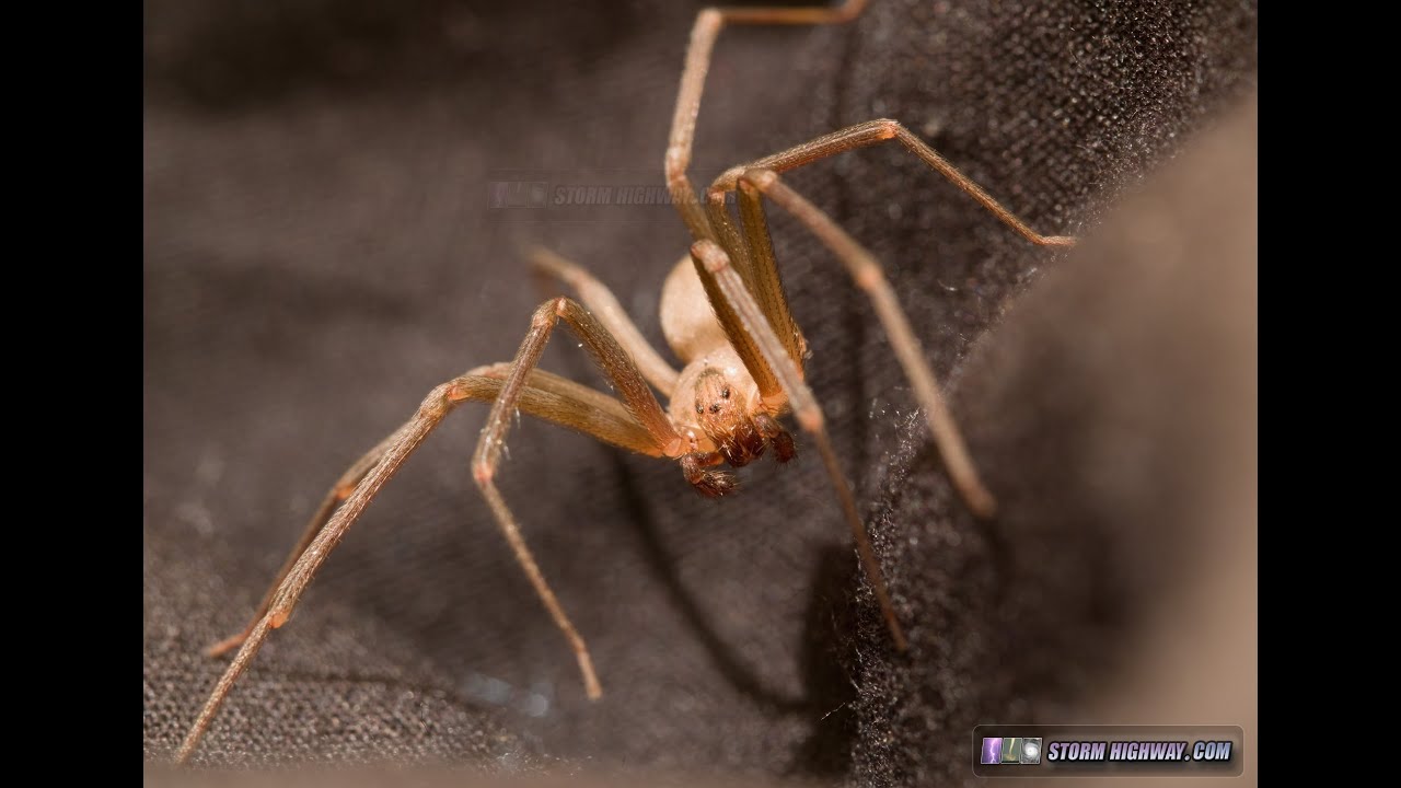 Brown Recluse Spider: Extreme Close-Ups II (Warning: Scary!)