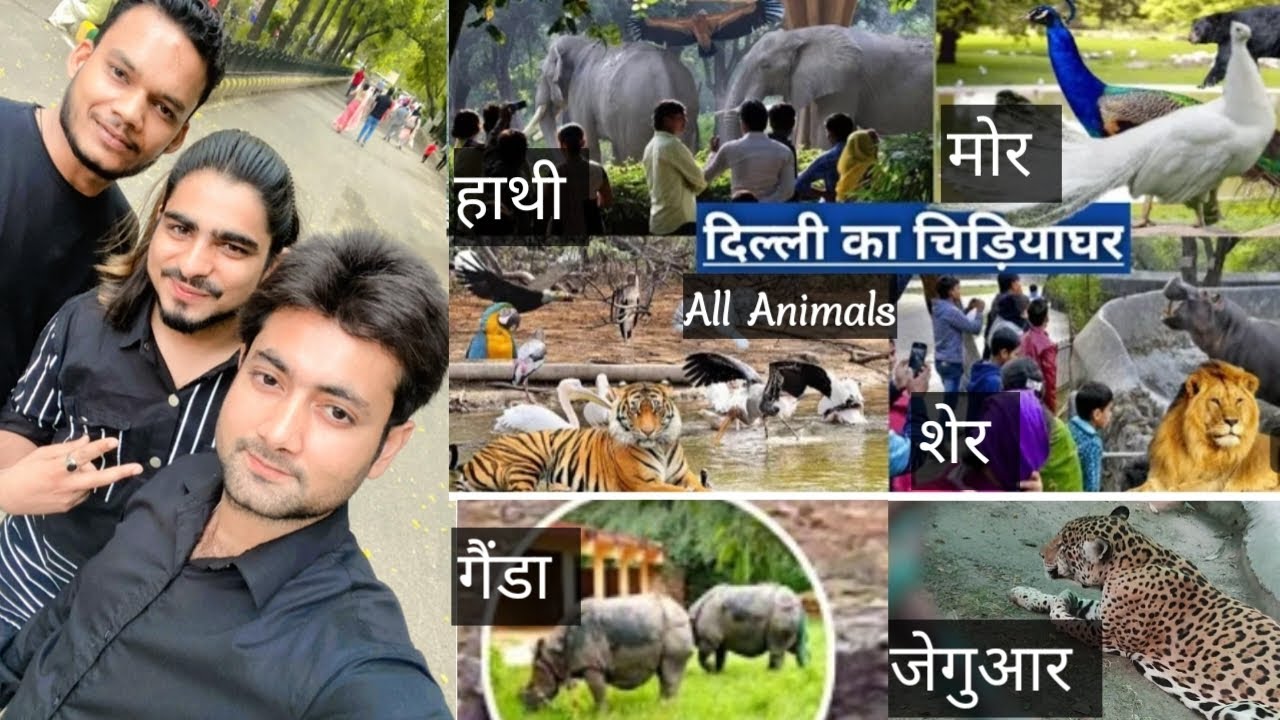 #myfirstvlog Chidiya Ghar || चिड़िया घर || #talibvipvlog #चिड़ियाघर #Chidiyaghar #Sher #delhizoo