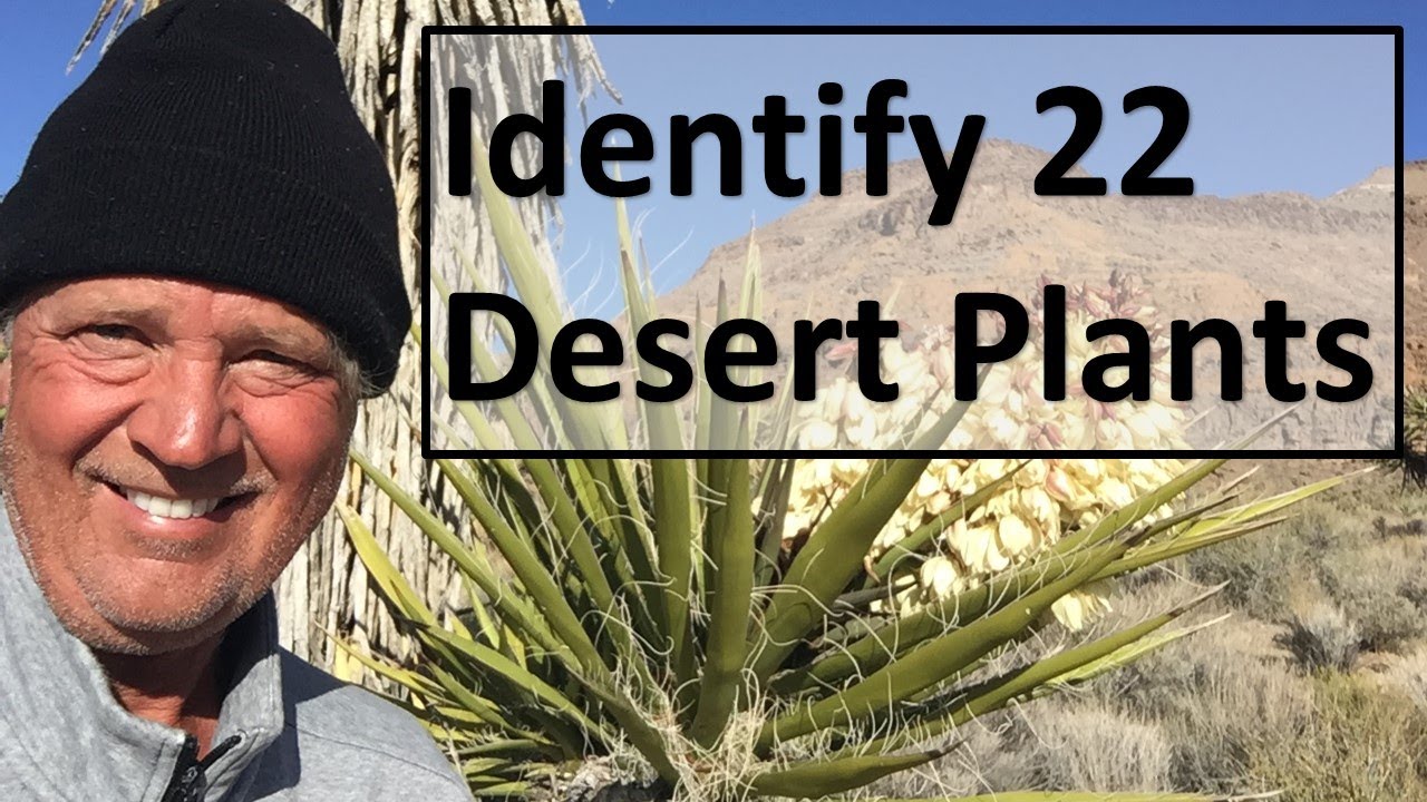 Identify 22 Desert Plants from Mojave Sonoran Deserts