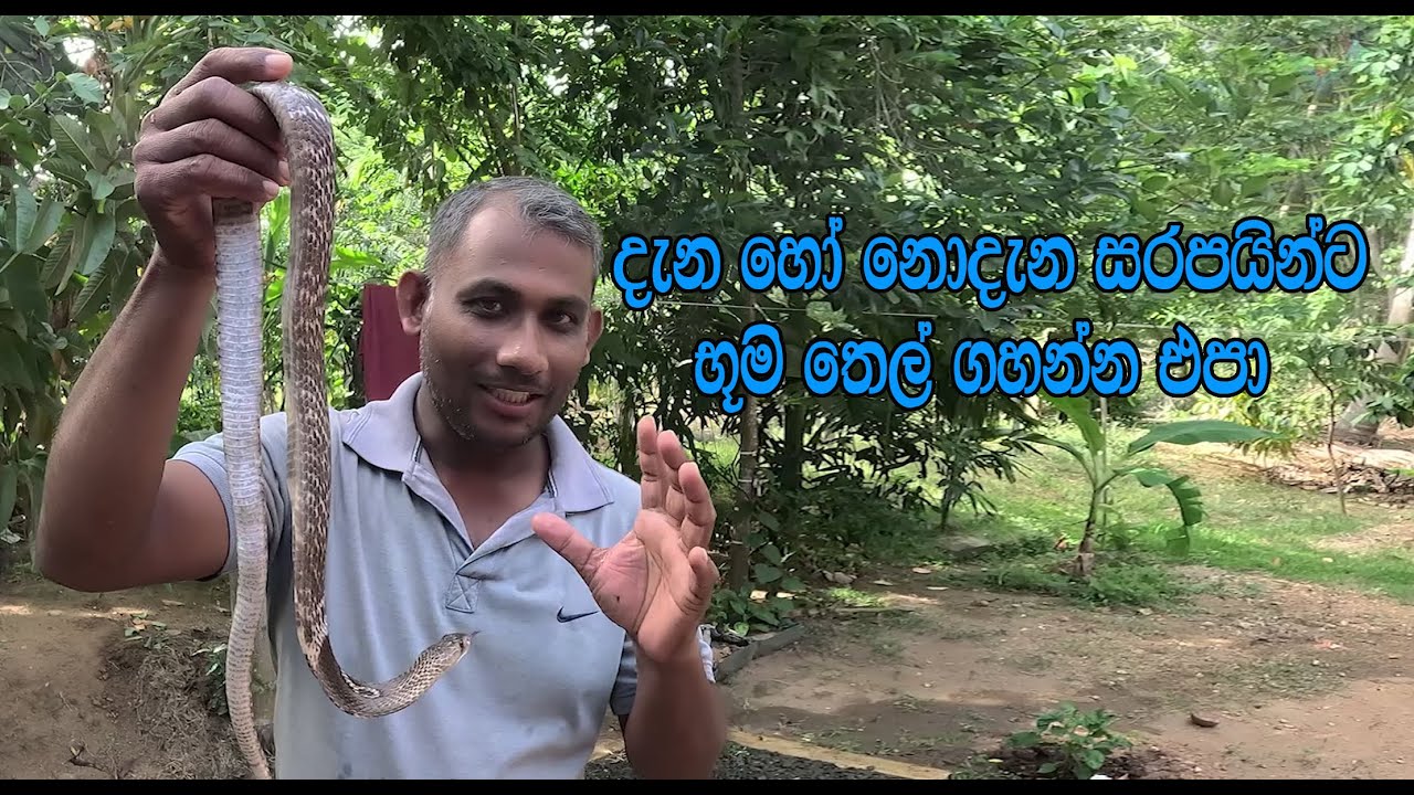 භූමිතෙල් වැදුන නාගයා