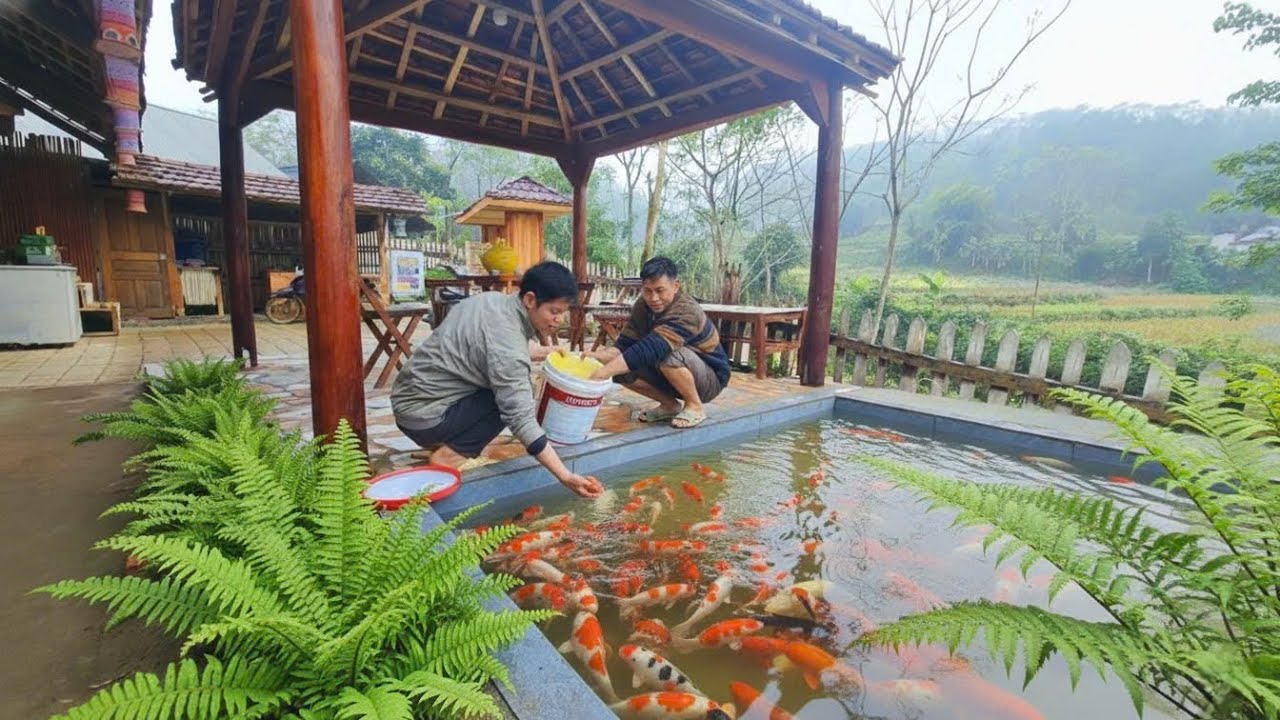 KONG & DAU released many beautiful KOI fish into the aquarium.A beautiful picture of the mountainous
